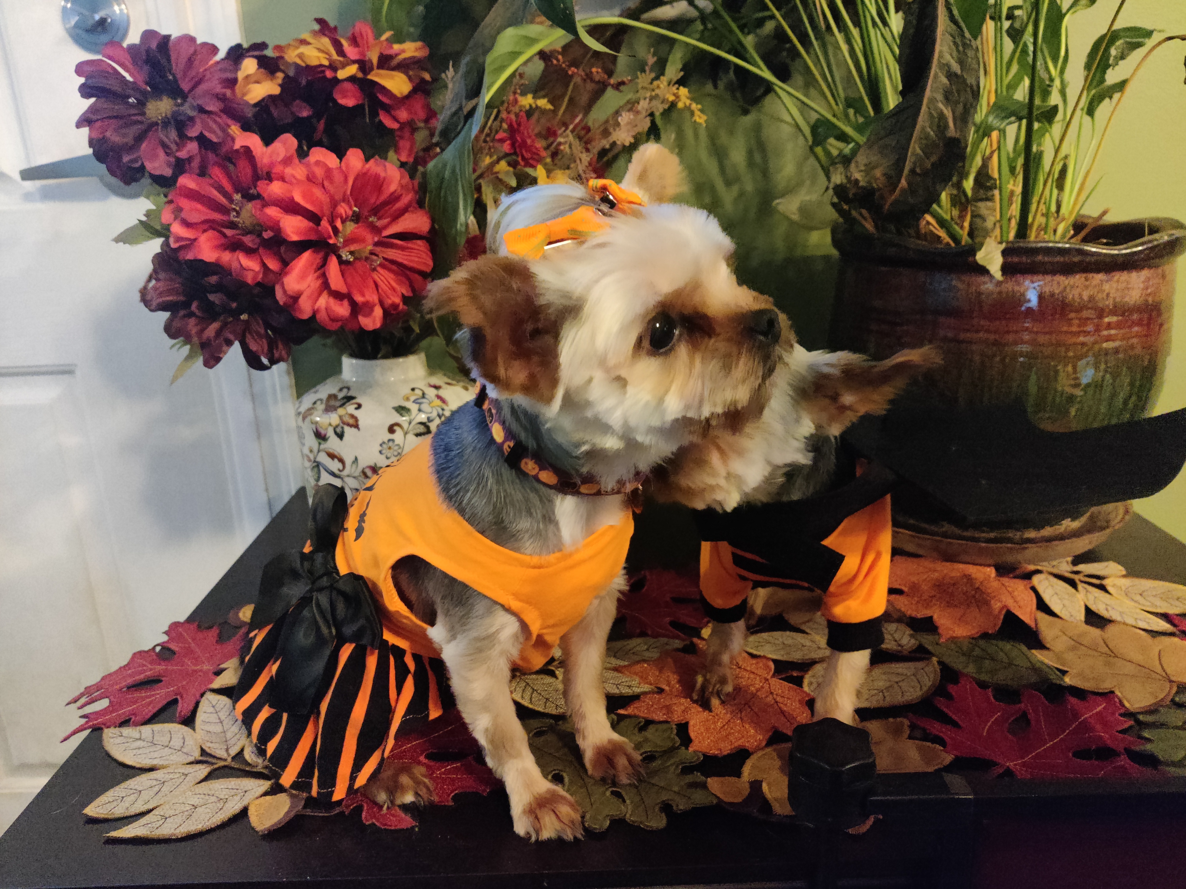 2023 Halloween Dogs in Costume 03