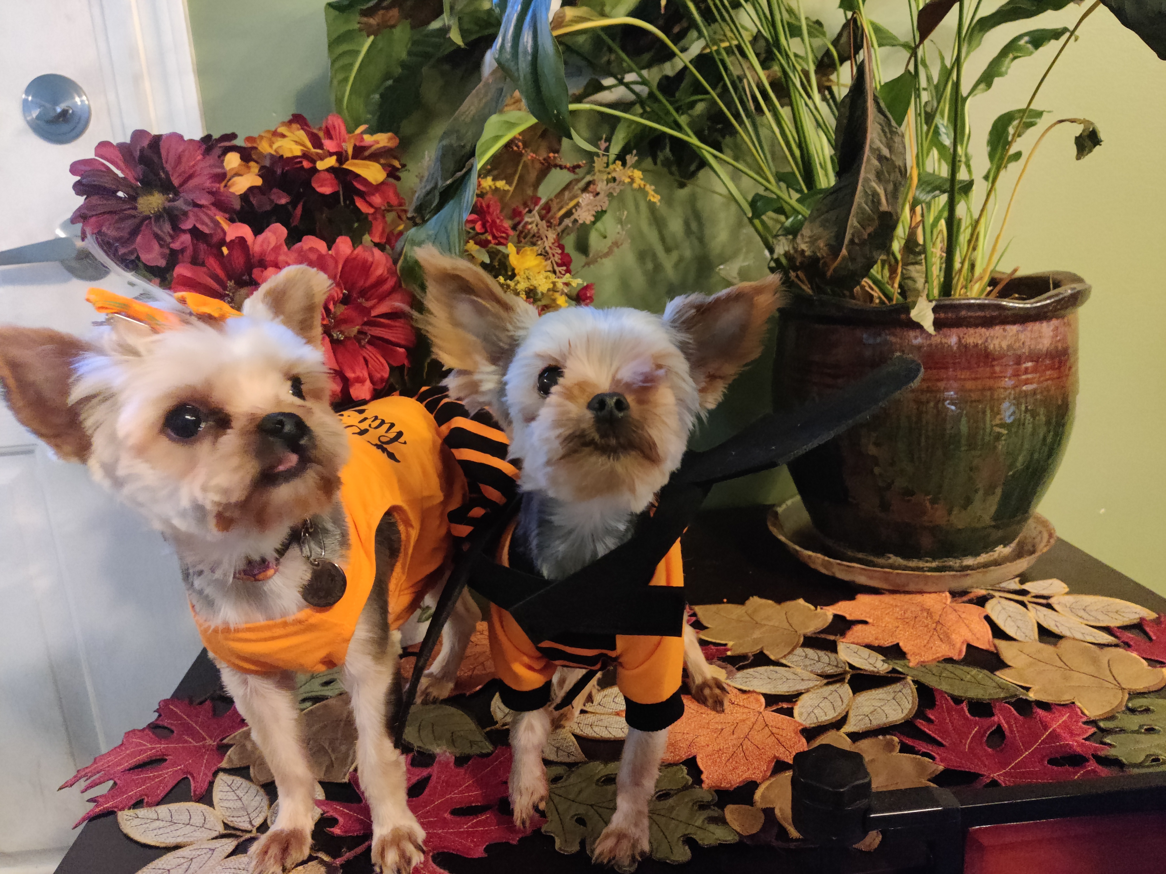 2023 Halloween Dogs in Costume 04